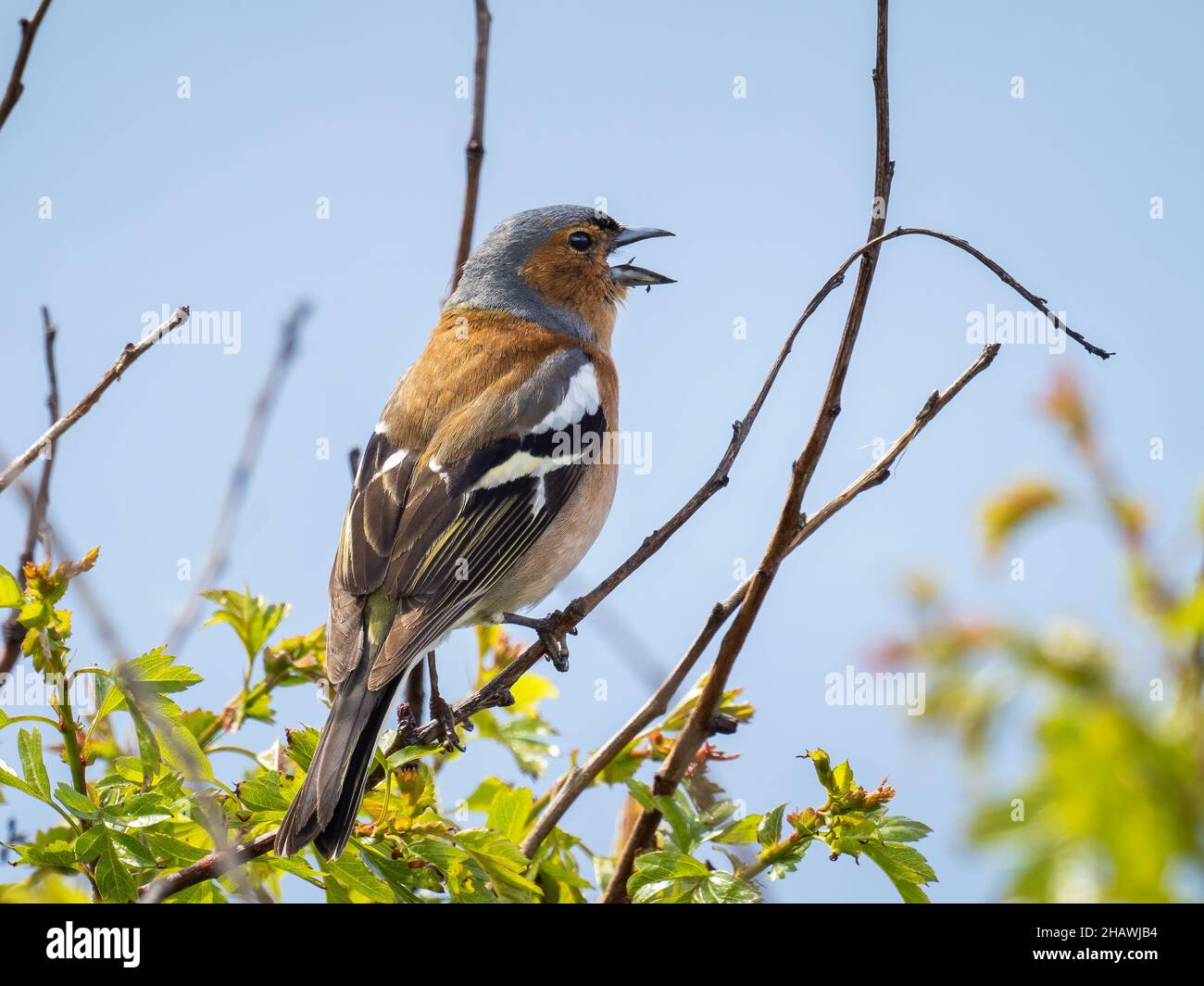 Ein männlicher Buchfink (Fringilla coelebs), der im RSPB Hodbarrow Naturschutzgebiet in Cumbria, England, singt. Stockfoto