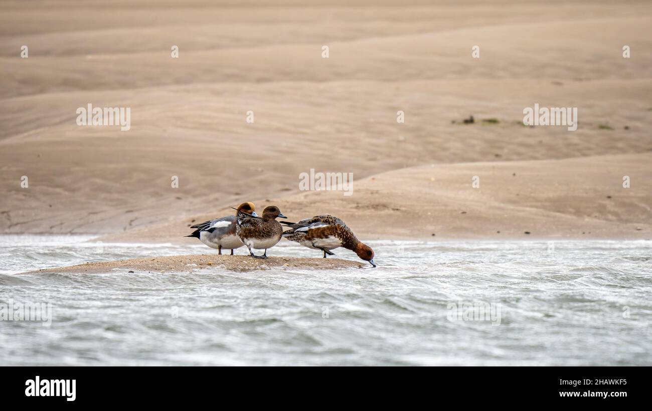 Wheon (Anas penelope) in Red Wharf Bay (Traeth Coch) in Anglesey, Wales. Stockfoto