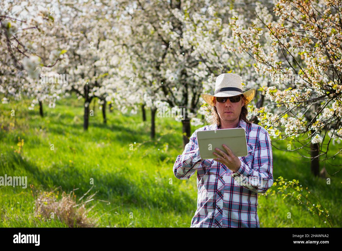 Landwirt, der ein digitales Tablet verwendet, während er blühende Obstbäume im Obstgarten inspiziert. Gärtner mit moderner Technik. Mann mit Hemd und Strohhut Stockfoto