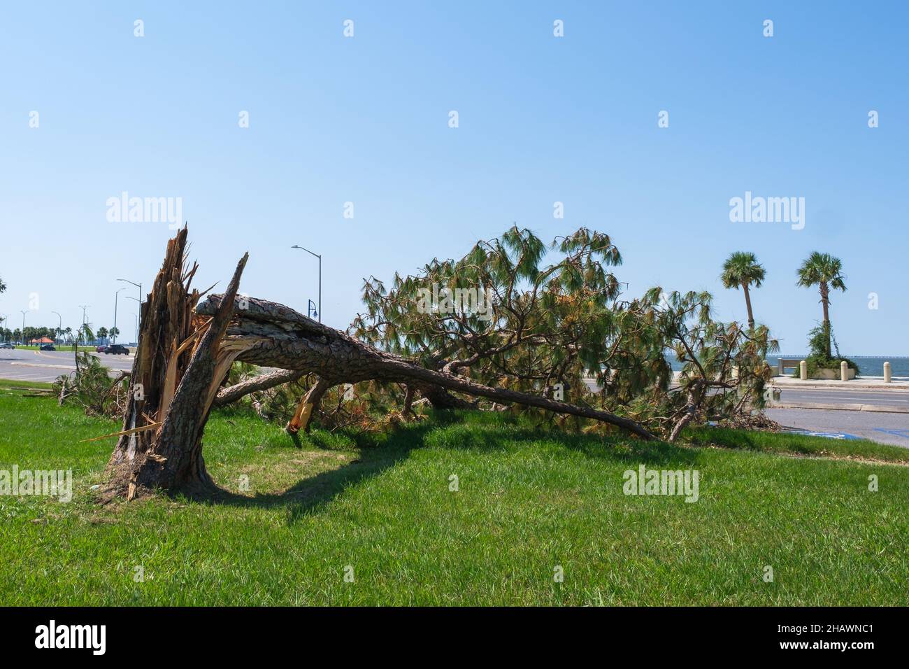 Nach dem Hurriam Ida hat er am Lake Pontchartrain in New Orleans Pine Tree geschnappt Stockfoto
