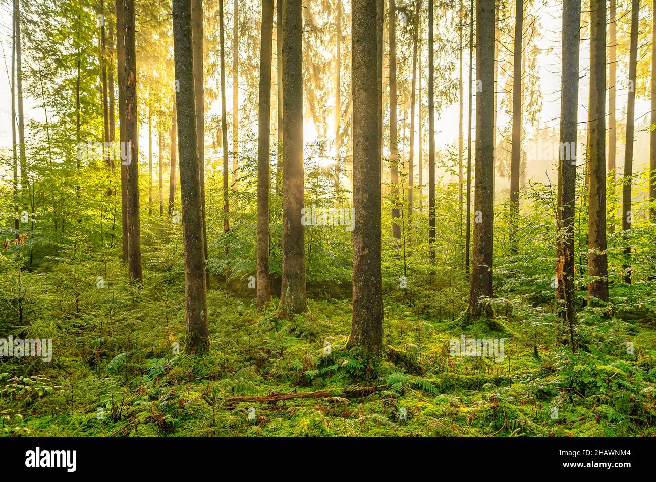 Sonnenschein im Wald, grüne und gelbe Farben im Erholungswald Stockfoto