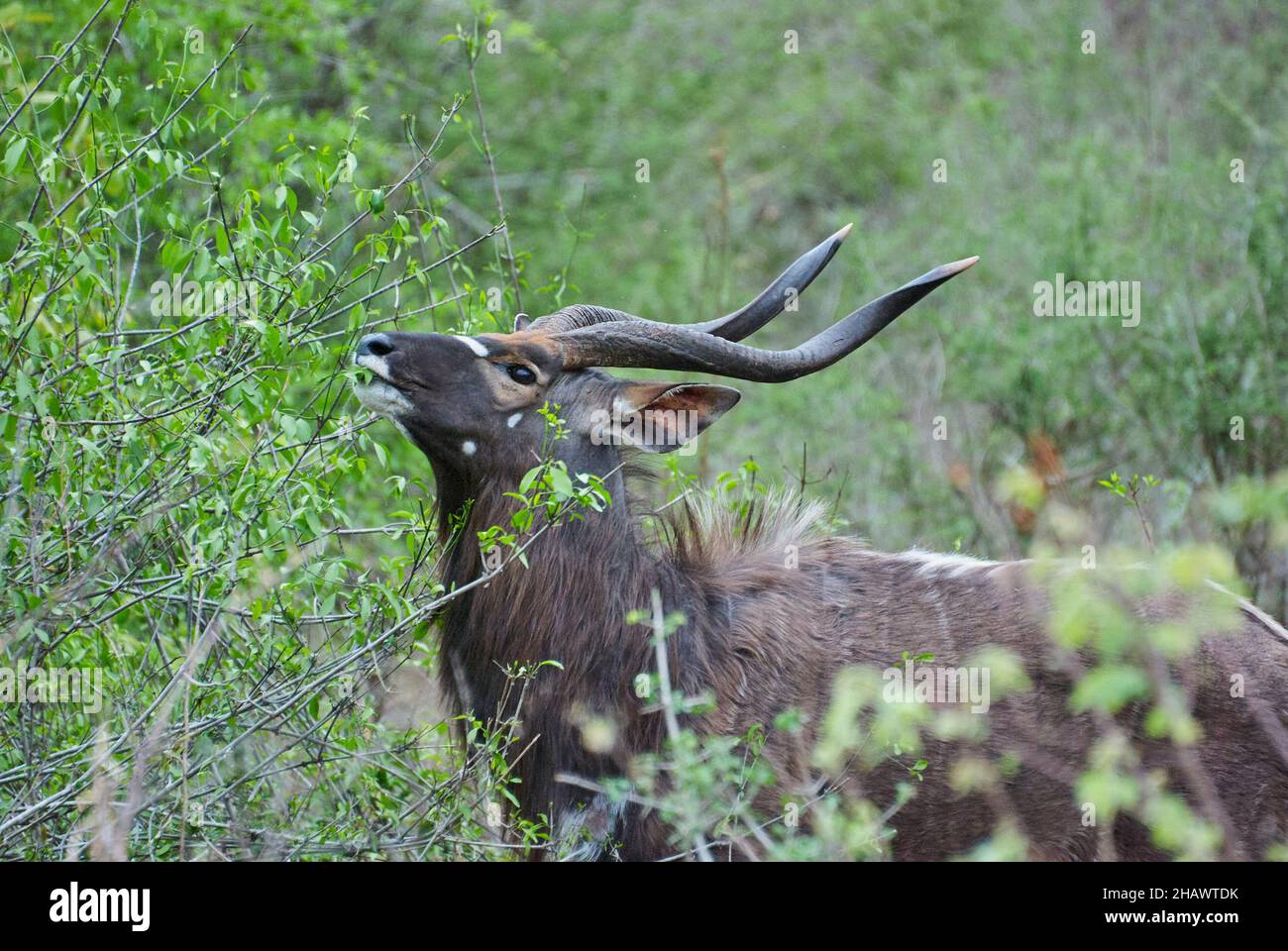 Der starke und stolze Nyala-Bulle, Tragelaphus angasii, ist eine spiralförmige gehörnte Antilope aus dem südlichen Afrika, die in der Landschaft des afrikanischen Buschs herumläuft Stockfoto