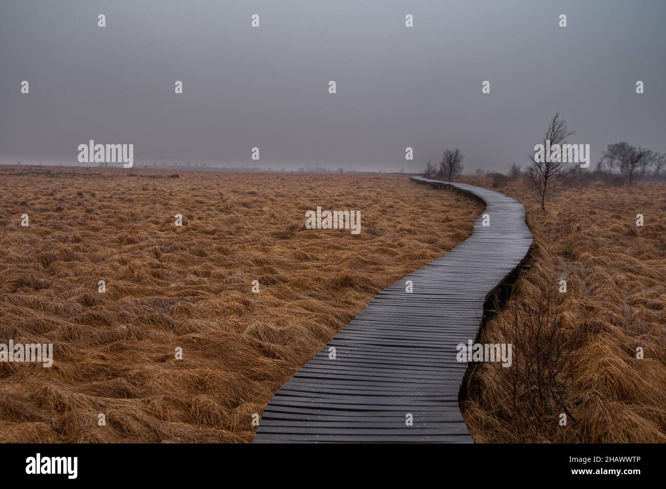 Eine Promenade führt durch die Moorlandschaft des Naturparks „High Fens“ in Belgien Stockfoto