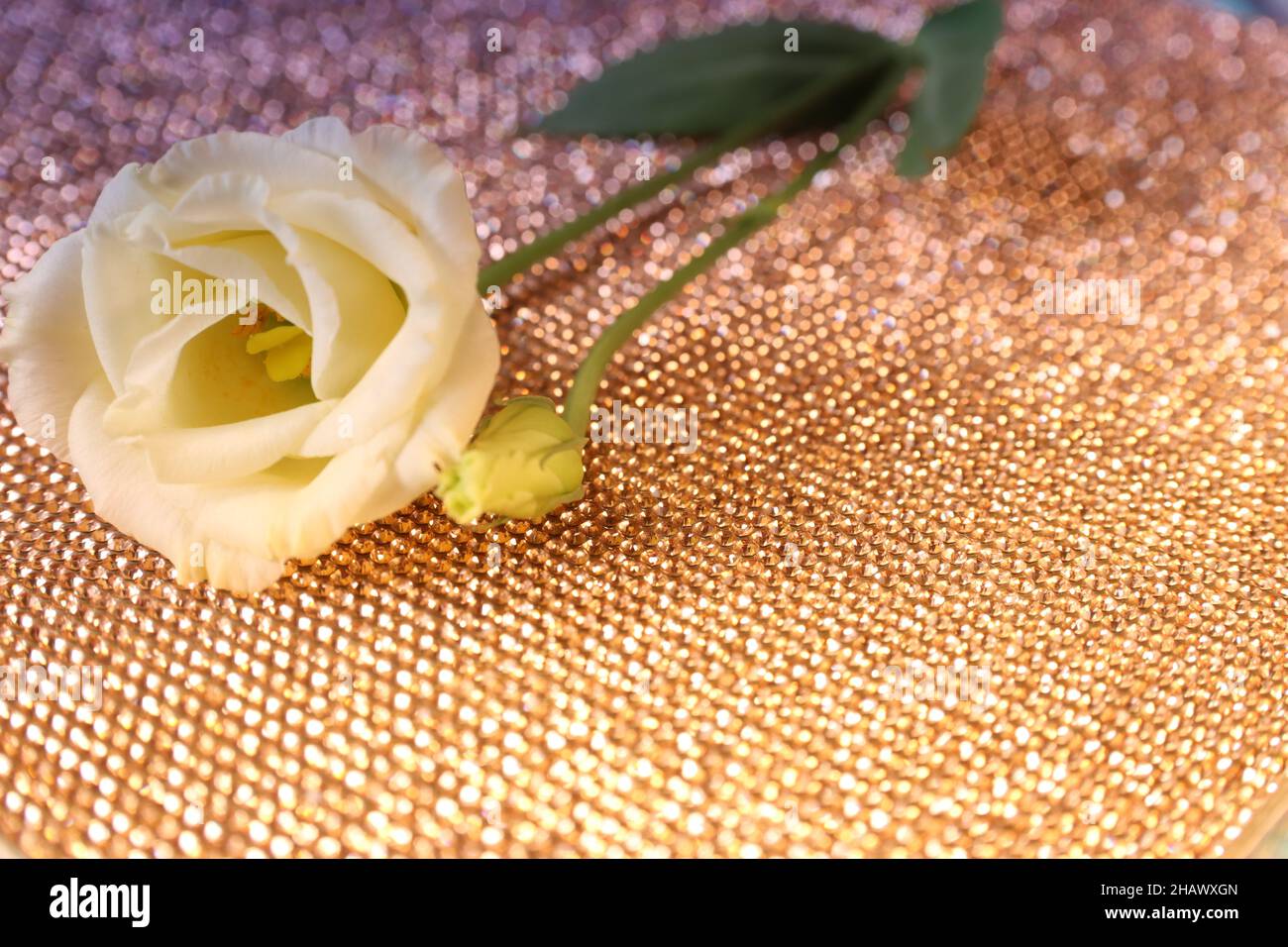 Romantische Grußkarte, Nahaufnahme der weißen Rose Stockfoto