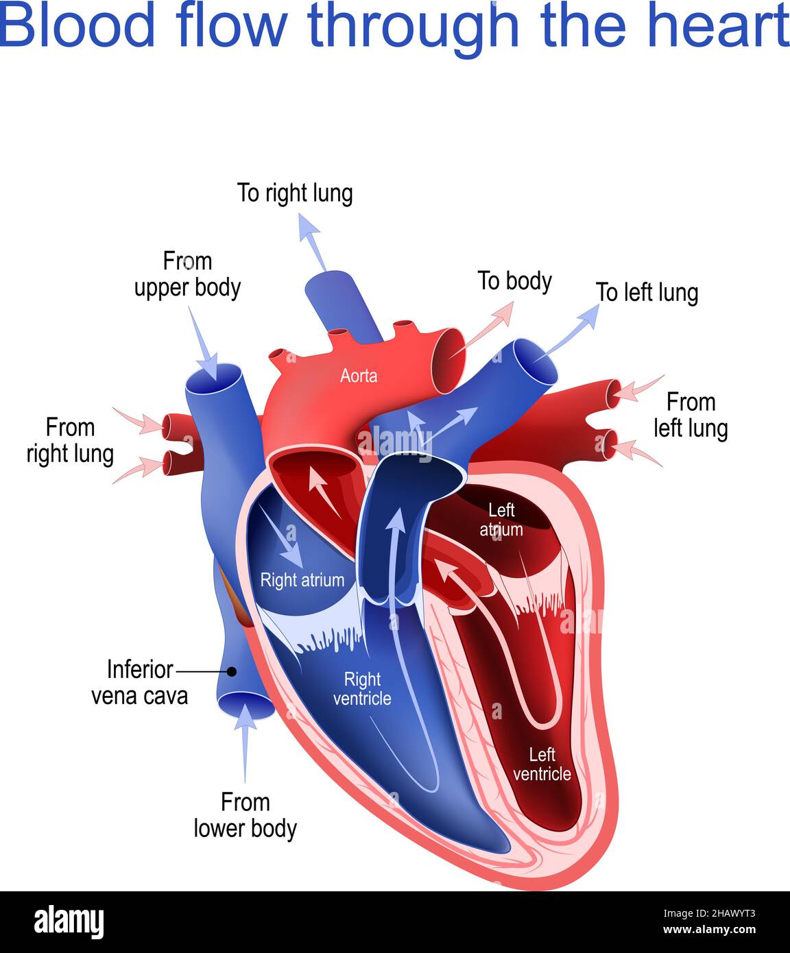 Blutkreislauf durch das Herz. Querschnitt des menschlichen Herzens. Die Pfeile zeigen die Richtung des Blutflusses. Hauptbestandteile des Herzens. Vektor Stock Vektor