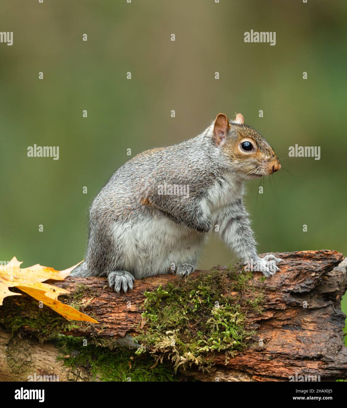 Nahaufnahme eines grauen Eichhörnchens im Herbst, stand auf gefallener Baumstamm mit grünem Moos und gelbem Blatt. Nach rechts. Wissenschaftlicher Name: Sciurus caroline Stockfoto