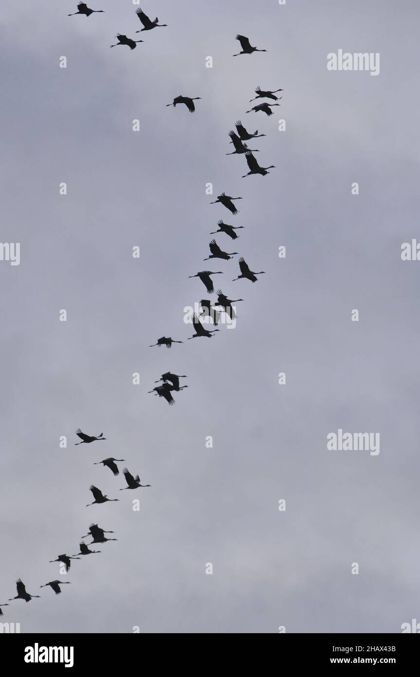 Gewöhnlicher Kran - Europäischer Kran - Grauer Kran - Grauer Kran (Grus grus) Flock im Flug in V-Formation im Herbst Stockfoto