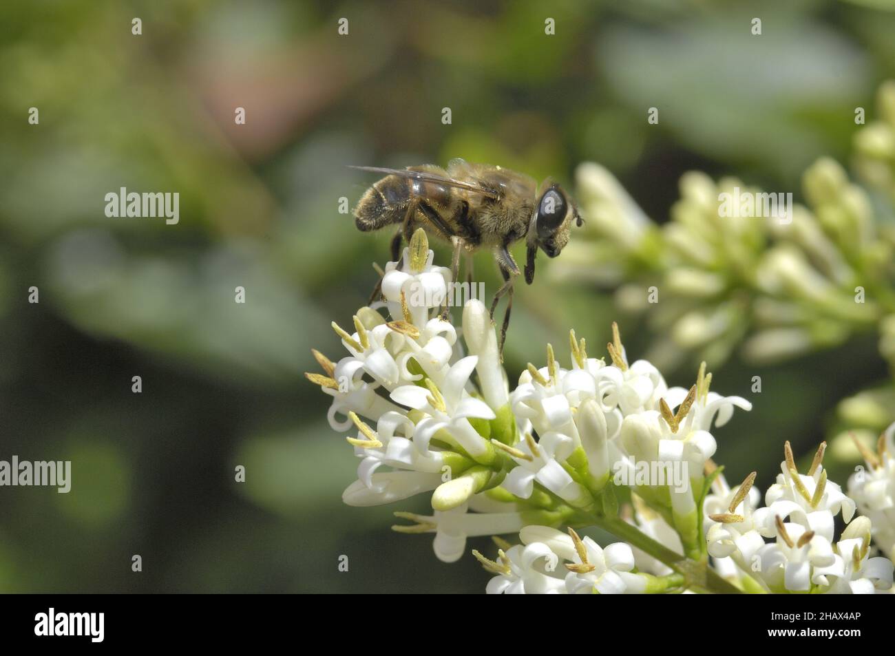 European Privet - Wild Privet - Common Privet (Ligustrum vulgare) blüht im Sommer mit Hoverfly, die Nektar sammelt Stockfoto