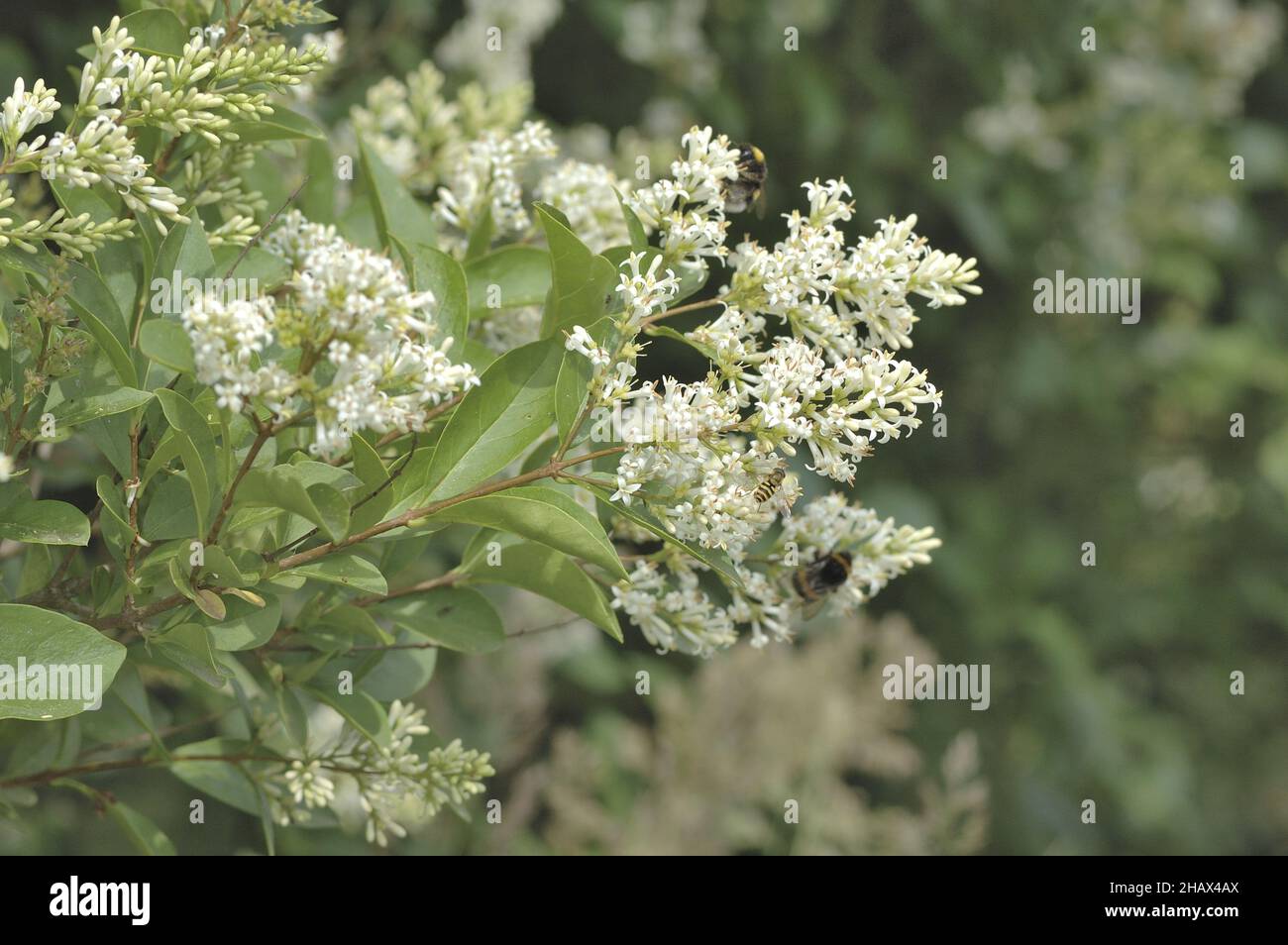 European Privet - Wild Privet - Common Privet (Ligustrum vulgare) blüht im Sommer mit Hoverfly, die Nektar sammelt Stockfoto
