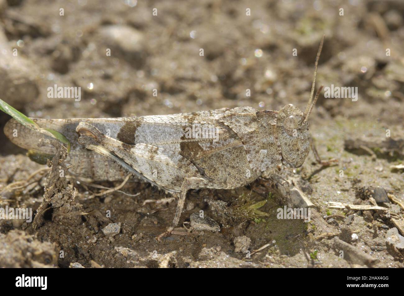 Blauflügelgrasschrecke (Oedipoda caerulescens) auf dem Boden Provence - Vaucluse - Frankreich Stockfoto