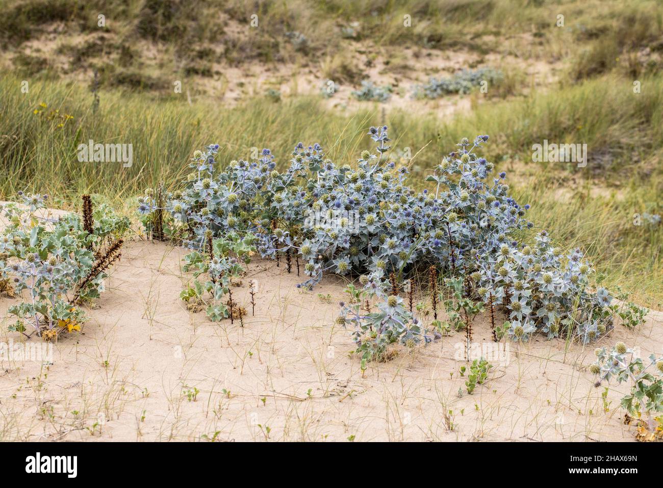 Seetölle, Eryngium maritimum, Kenfig Dunes, Wales, Großbritannien Stockfoto