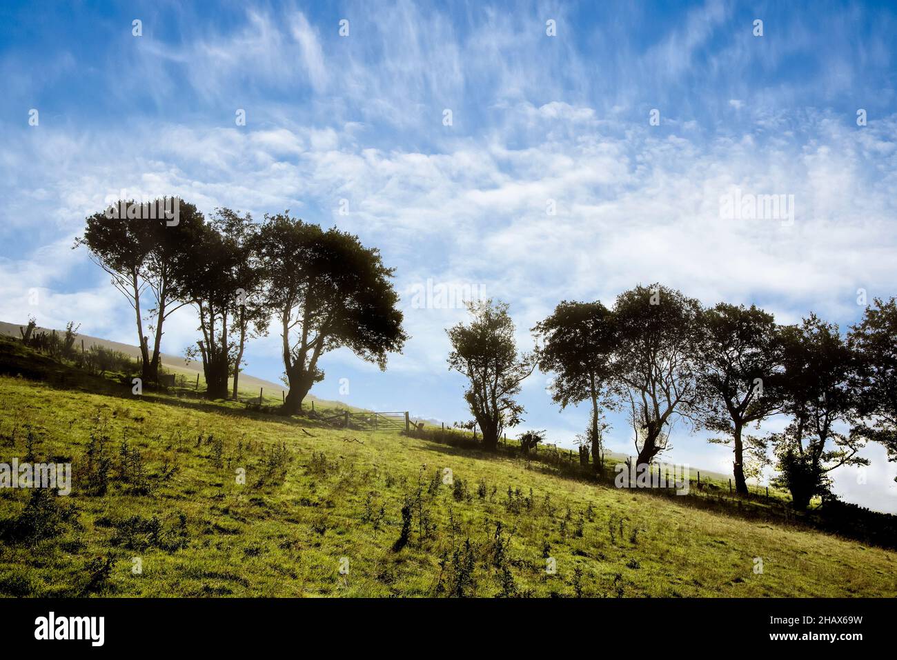 Bäume an der Feldgrenze, Black Mountains, Wales, Großbritannien Stockfoto