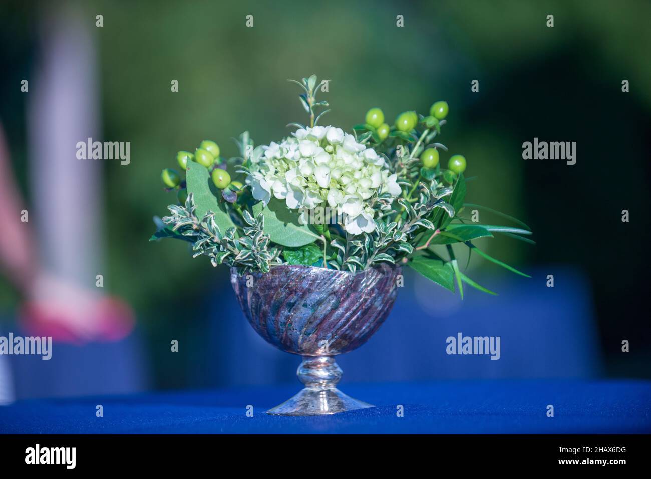 Hortensien Blumen Mittelstück auf blauem Tischtuch Stockfoto