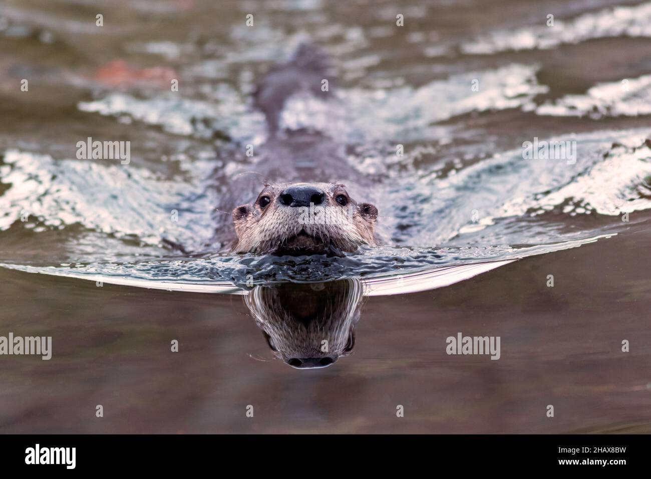 North American River Otter (Lontra canadensis) schwimmt in Richtung Kamerazentrum Stockfoto