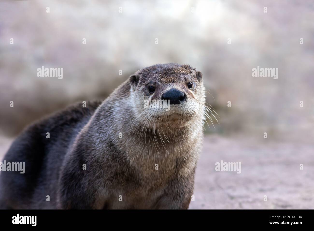 North American River Otter (Lontra canadensis) Porträt mit weichem, unfokussierter Hintergrund und Kopierfläche Stockfoto