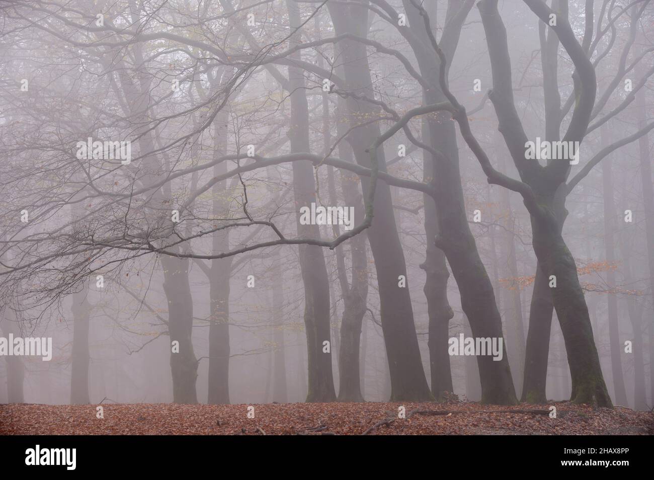 Buchenwälder im Morgennebel Stockfoto