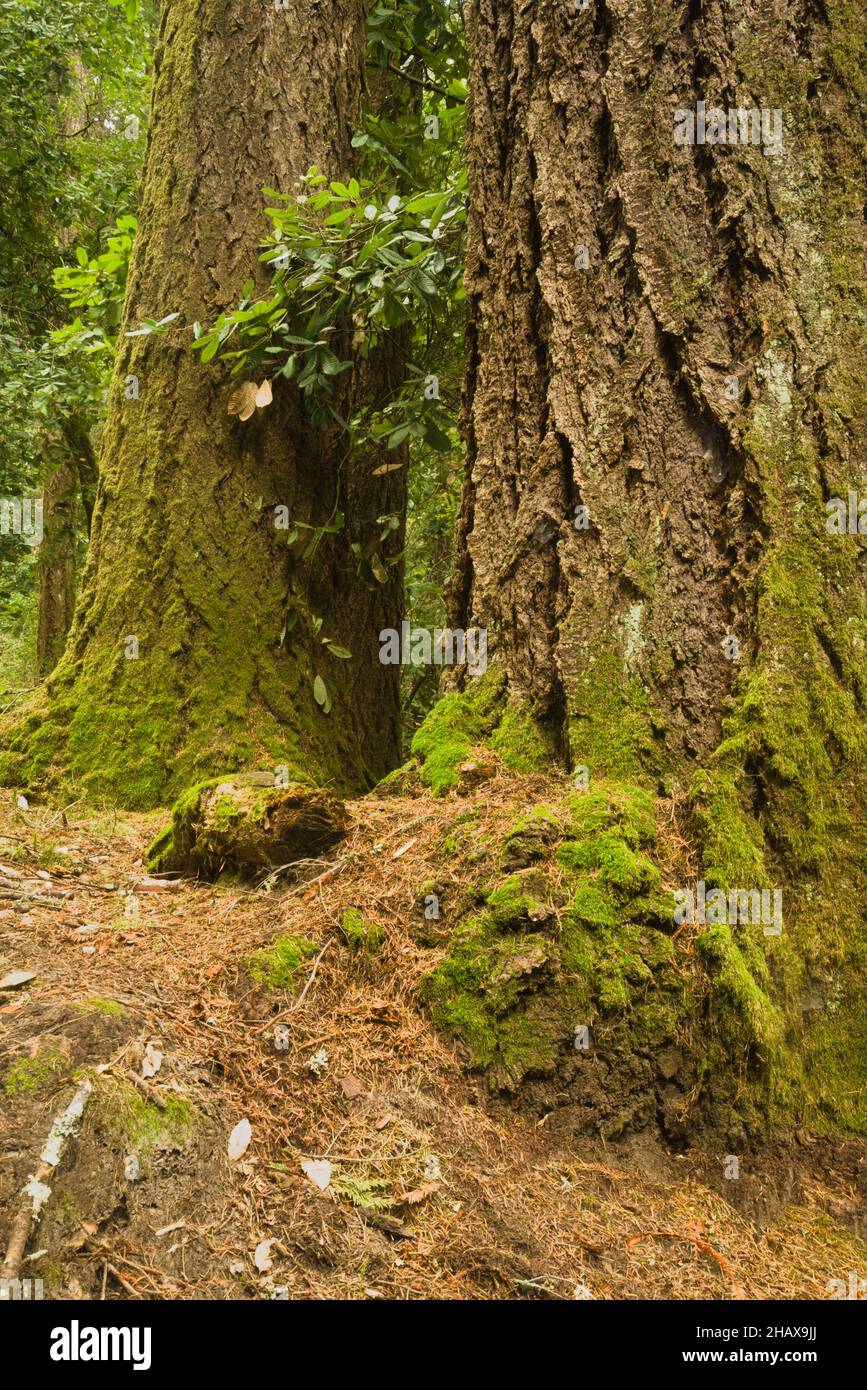 Mutter Erde mit Basis von 2 Redwood-Bäumen mit Moos bedeckt, zeigt Stärke, Wachstum und Stabilität Og grün, mit Textur, Linien, Muster, Stockfoto