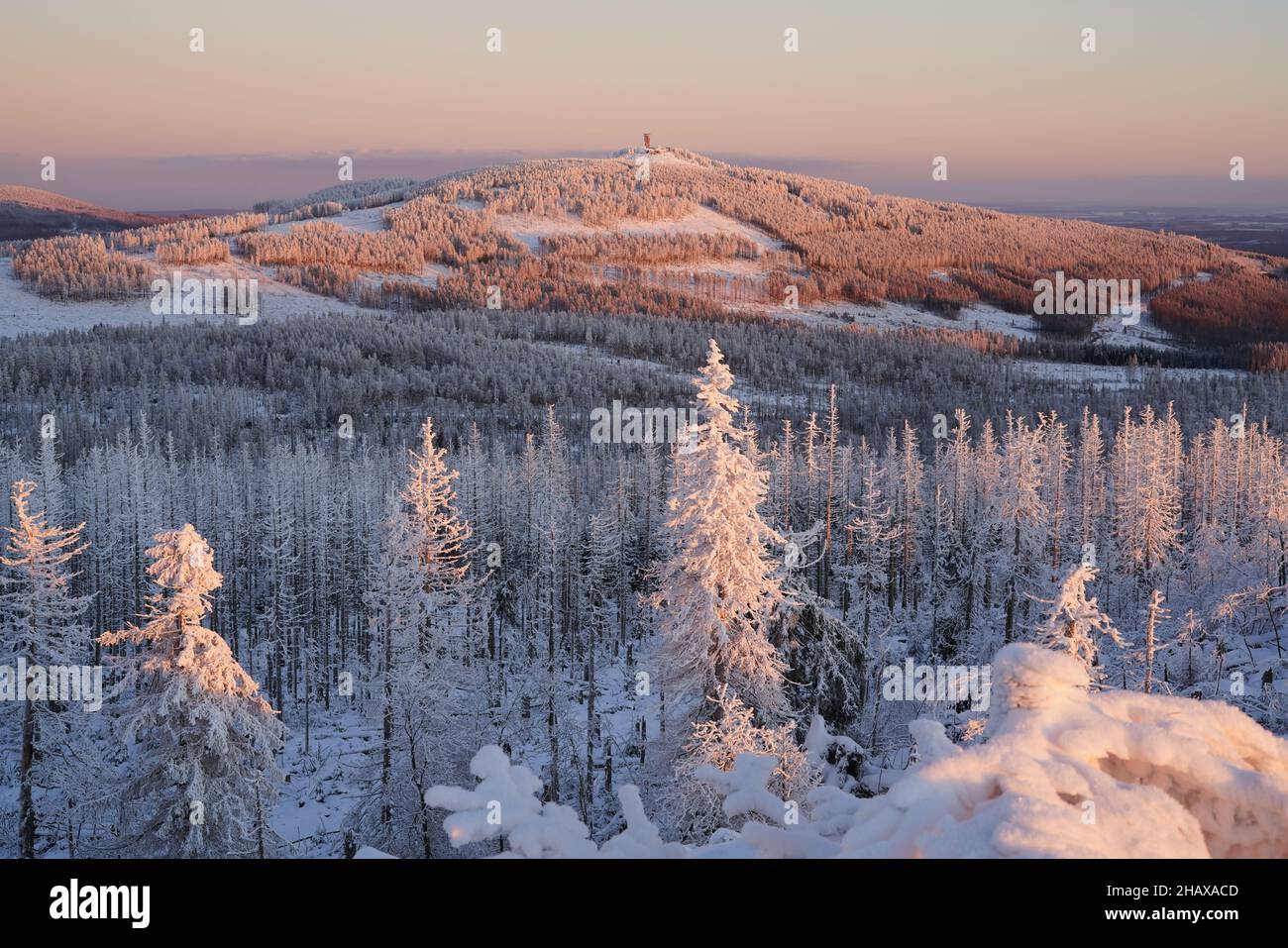 Pastellfarbenes Winterwunderland im Nationalpark Harz, Harz, Deutschland. Schneebedeckter Wald auf dem Wurmberg bei Braunlage, Niedersachsen. Stockfoto