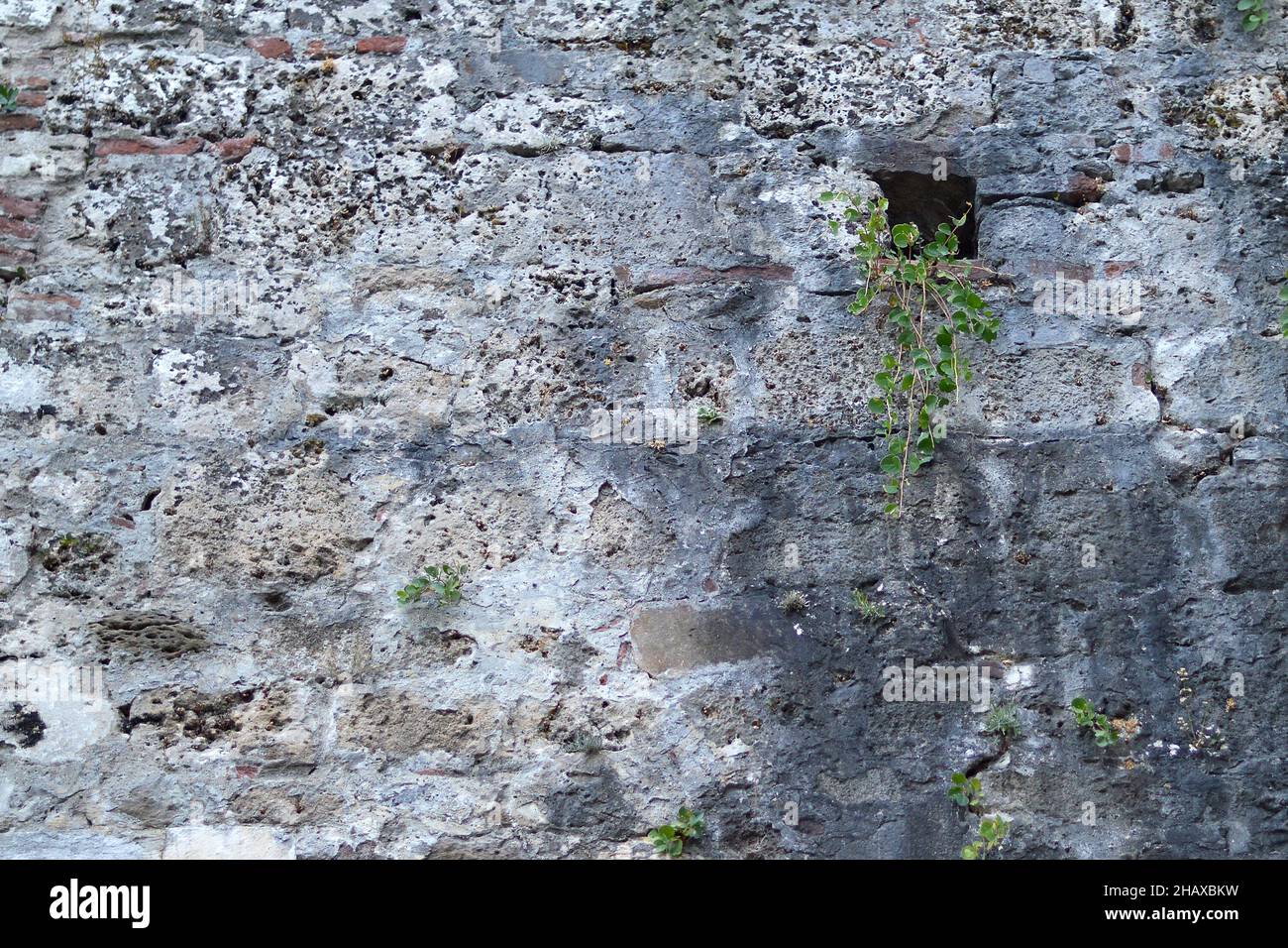 Mauer von pflanzen Fotos und Bildmaterial in hoher Auflösung Alamy