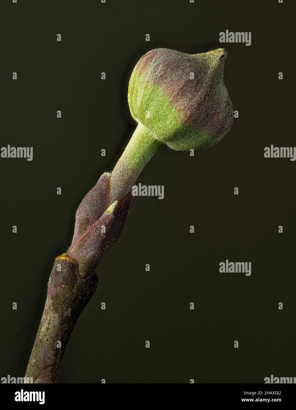 Blütenknospe von blühendem Hundehühnchen (Cornus florida) im frühen Winter. Stockfoto