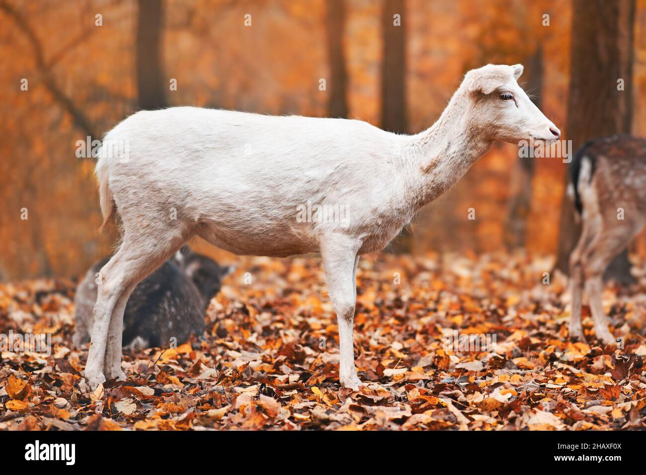 Weißer europäischer Damwild, der im Herbstwald steht Stockfoto