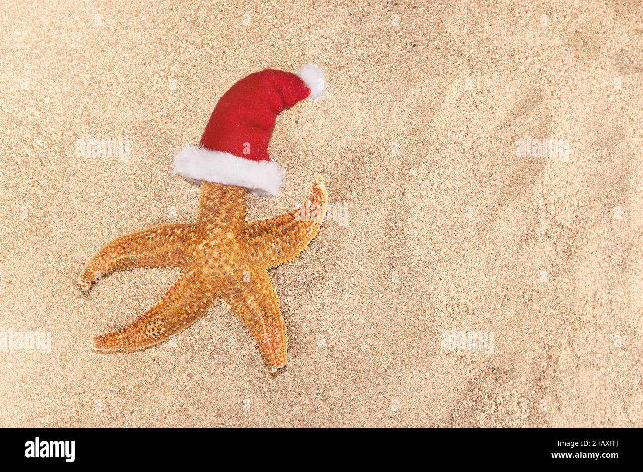 Seesterne in rotem Weihnachtsmannhut auf Sand. Sonnig. Konzept für Weihnachten, Neujahr auf See, Urlaub, Strand. Speicherplatz kopieren Stockfoto