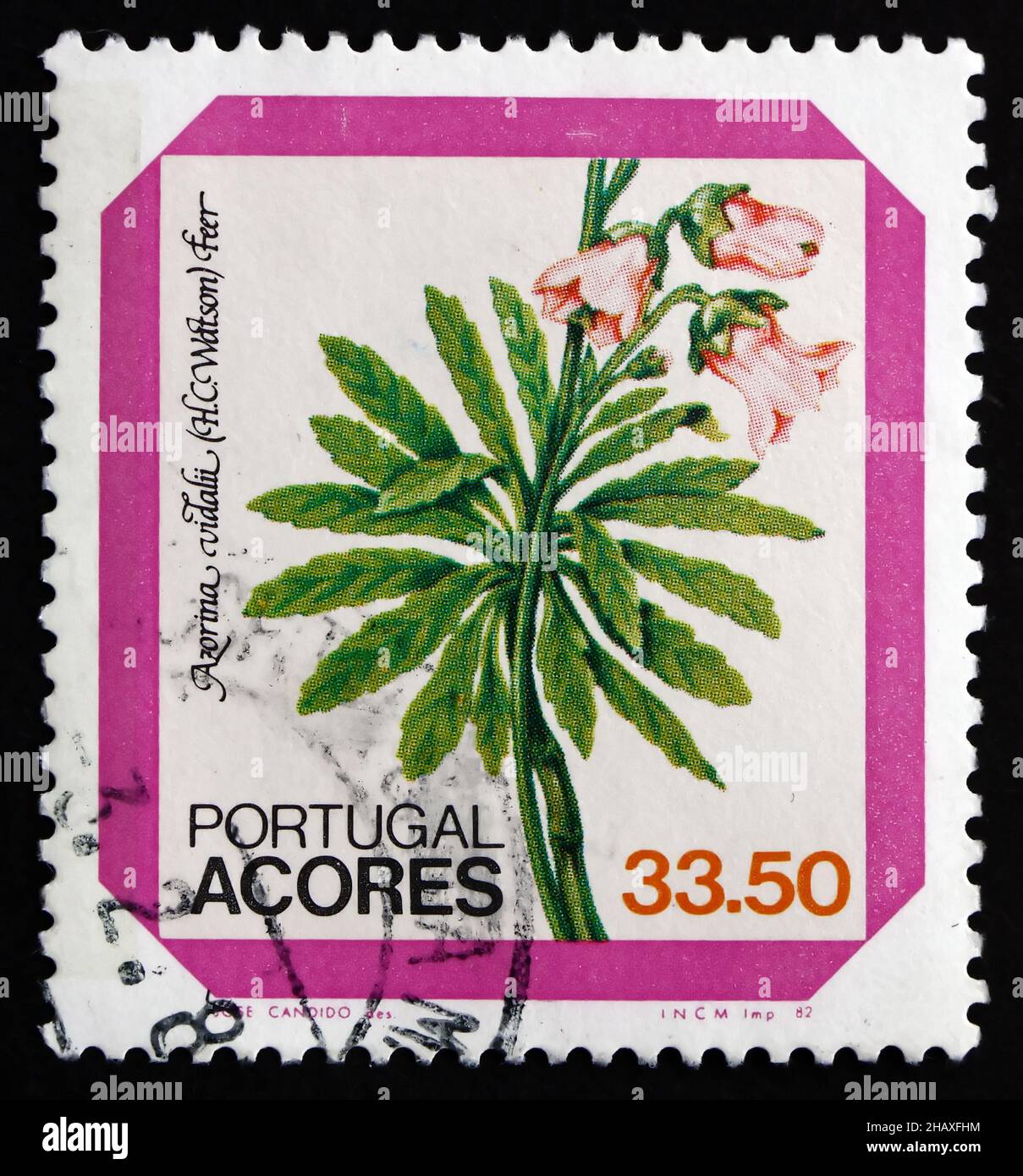 PORTUGAL, AZOREN - UM 1982: Eine in Portugal gedruckte Marke, Azoren zeigt Azoren Bellflower, Azorina Vidalii, Zwergstrauch, um 1982 Stockfoto