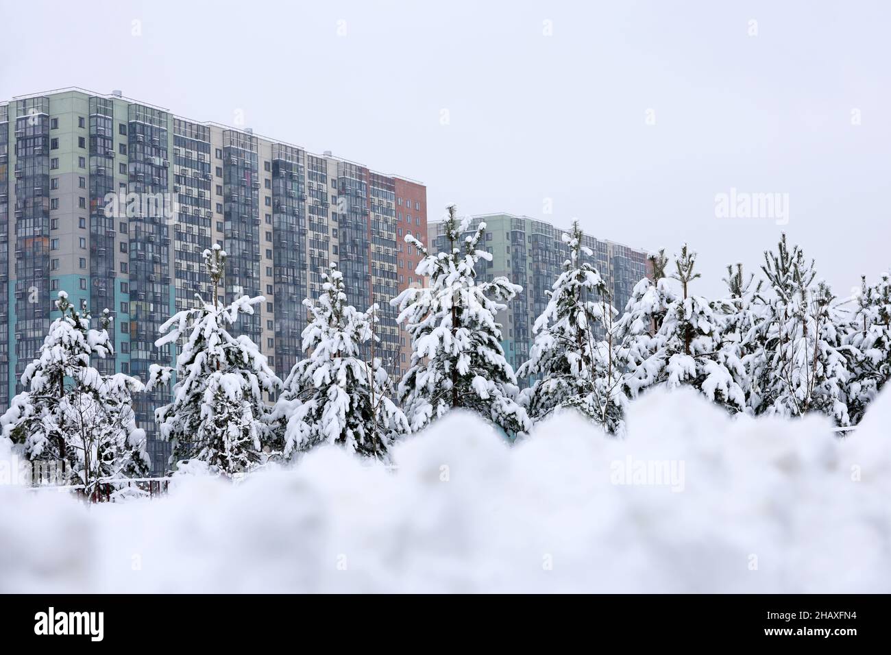 Wohnviertel in der Winterstadt, Blick auf schneebedeckte Pinien und Wohngebäude. Immobilien, Wahl zu Hause oder Vermietung von Immobilien Stockfoto