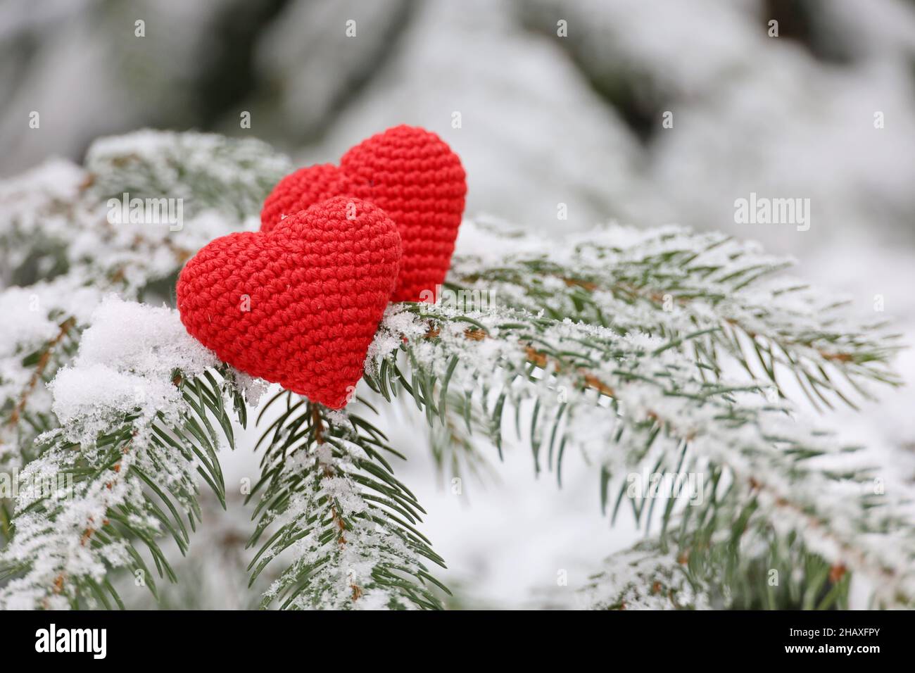 Liebe Herzen im Schnee auf Tannenzweigen. Hintergrund für Weihnachten und Neujahr oder Valentinstag Stockfoto