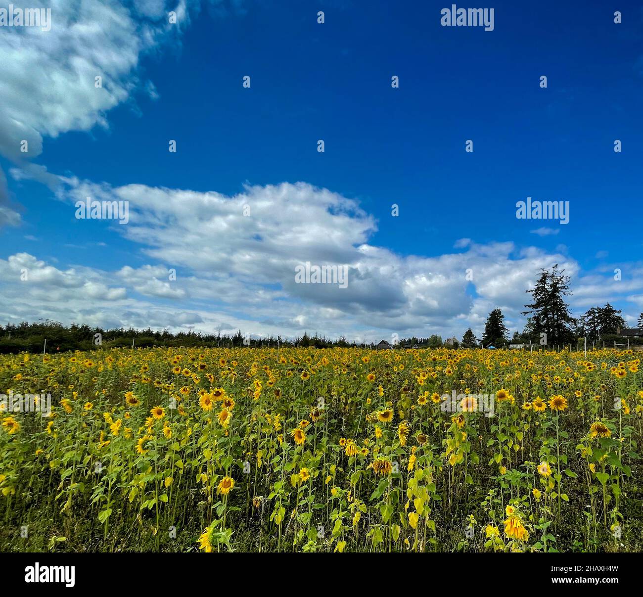 Sunflower Field, Saanich Peninsula, Central Saanich, British Columbia, Kanada Stockfoto