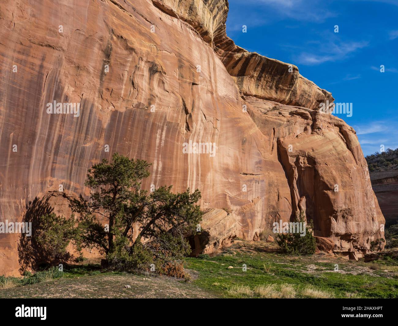 Utah Juniper, D4 Loop Trail, Fruita Front Country, McInnis Canyons National Conservation Area in der Nähe von Fruita, Colorado. Stockfoto