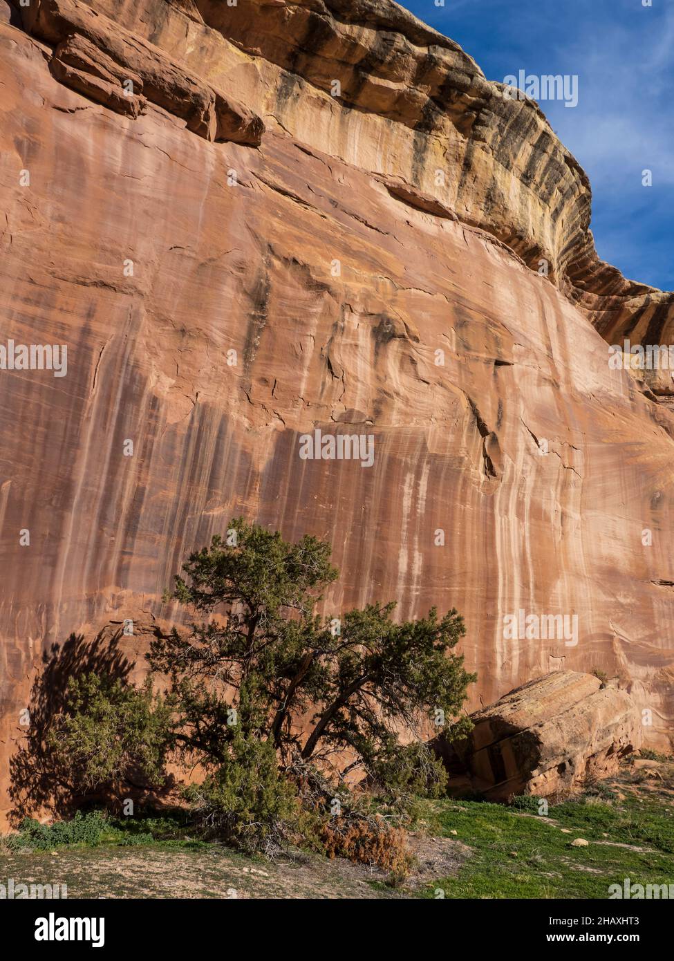 Utah Juniper, D4 Loop Trail, Fruita Front Country, McInnis Canyons National Conservation Area in der Nähe von Fruita, Colorado. Stockfoto