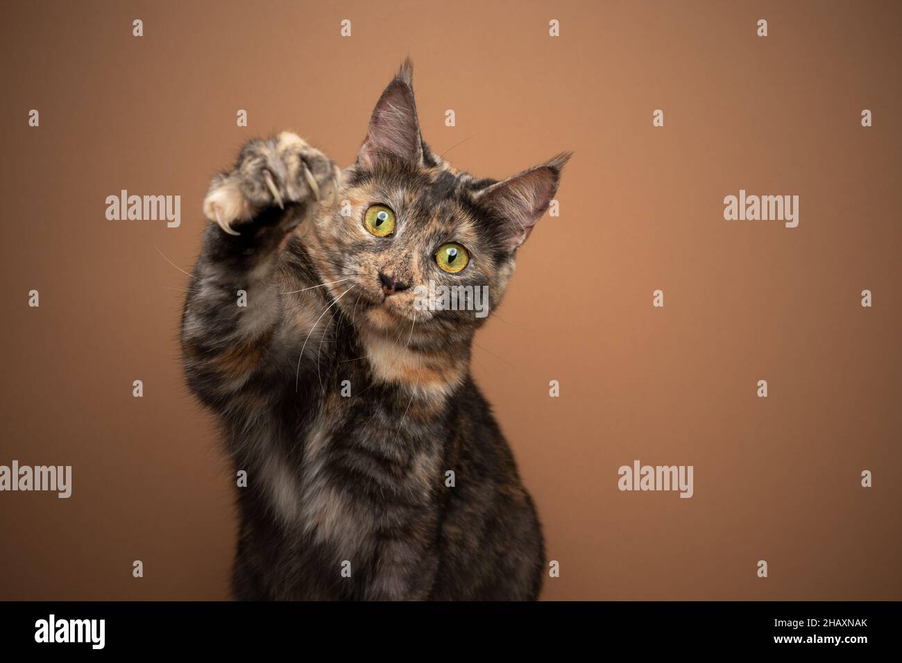 calico Katze spielt razende Pfote mit ausgefahrenen Krallen auf braunem Hintergrund mit Kopierraum Stockfoto