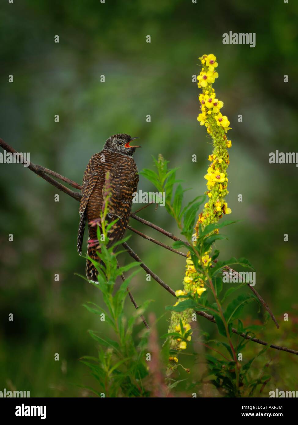 Kuckuck - Cuculus canorus, Sommermigrant nach Europa und Asien, Winter in Afrika, Brutparasit, Grauer und brauner Jungvögel - Küken, die in t sitzen Stockfoto