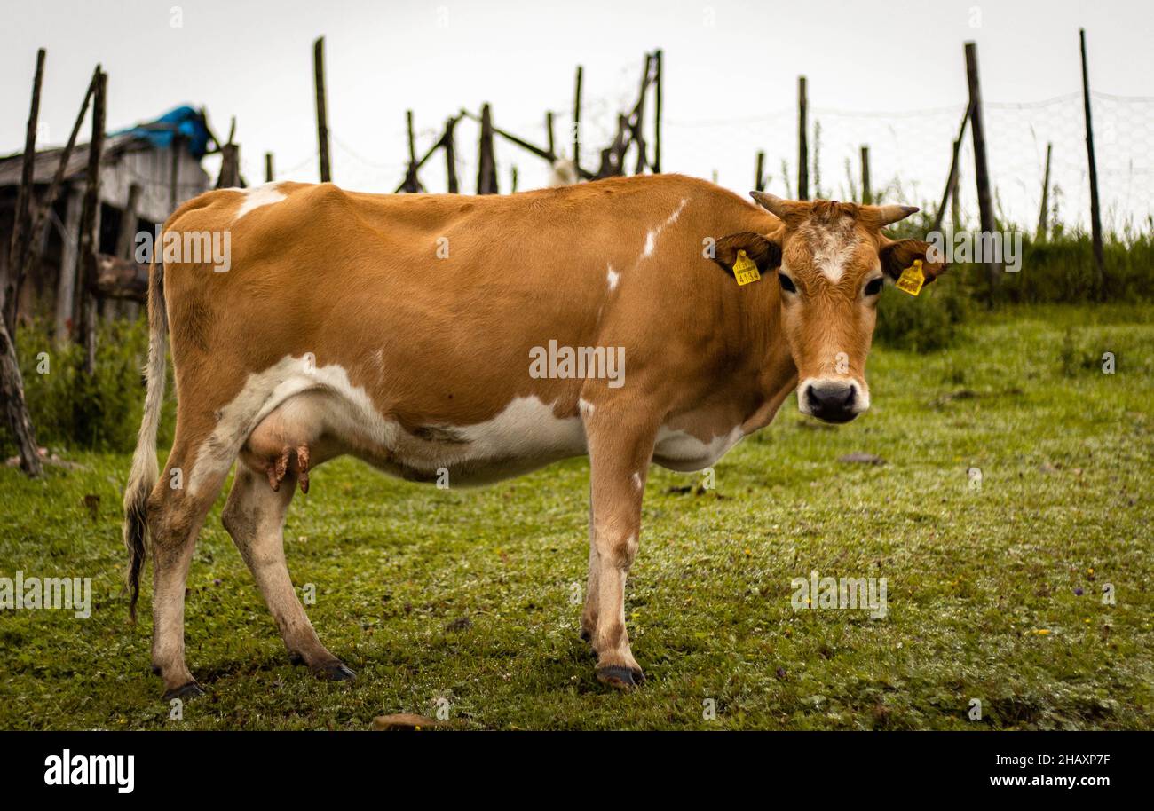 Orangefarbene und weiße Kuhseite, die auf die Kamera schaut, während sie im Gras steht Stockfoto