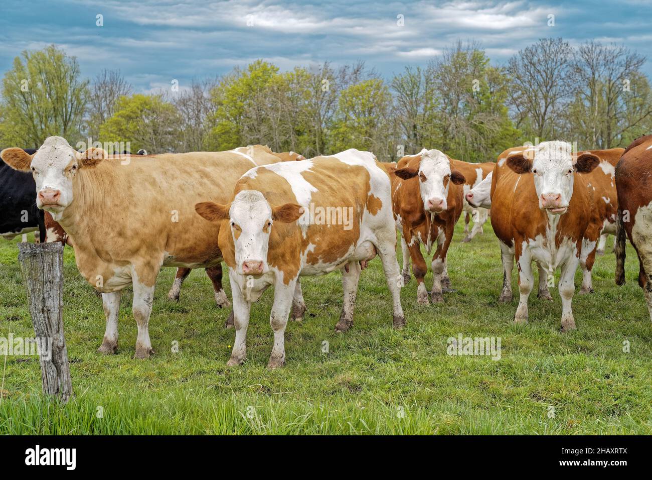 Herde von Kühen, die auf einem Feld stehen, Ostfriesland, Niedersachsen, Deutschland Stockfoto