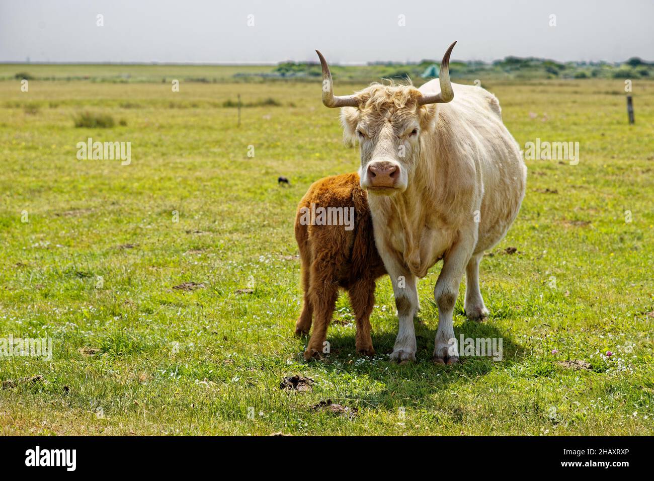 Kuh, die mit ihrem Kalb auf einem Feld steht, Ostfriesland, Niedersachsen, Deutschland Stockfoto