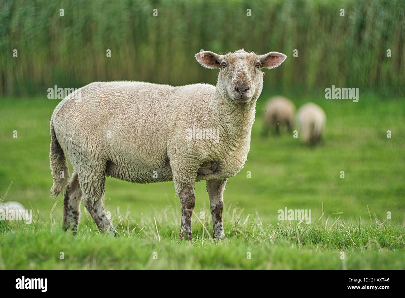 Porträt eines Schafes im Deich, Ostfriesland, Niedersachsen, Deutschland Stockfoto