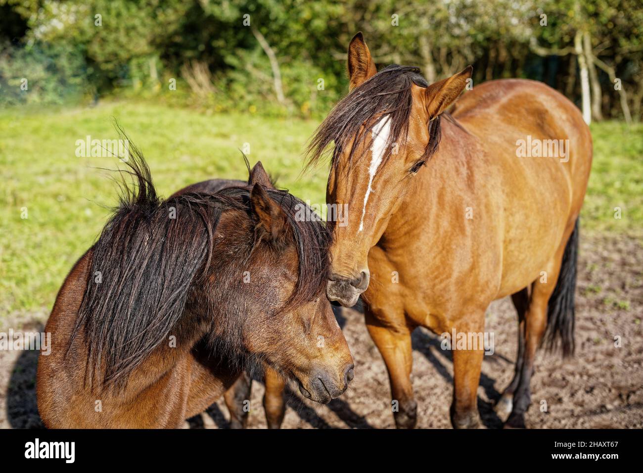 Zwei Pferde nuzzling, Ostfriesland, Niedersachsen, Deutschland Stockfoto