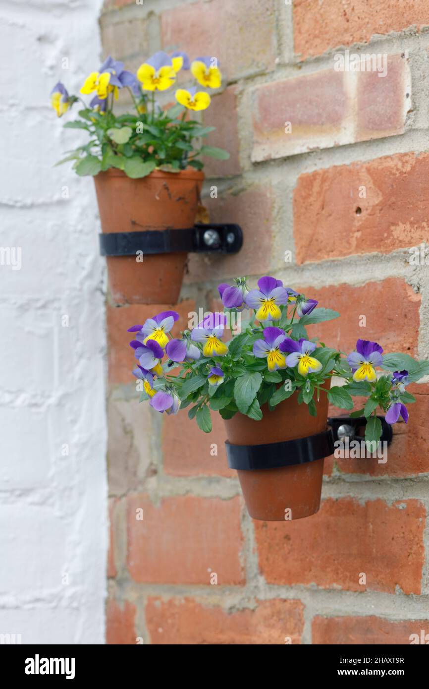 Herbstblühende Violas in Wandtöpfen. Stockfoto