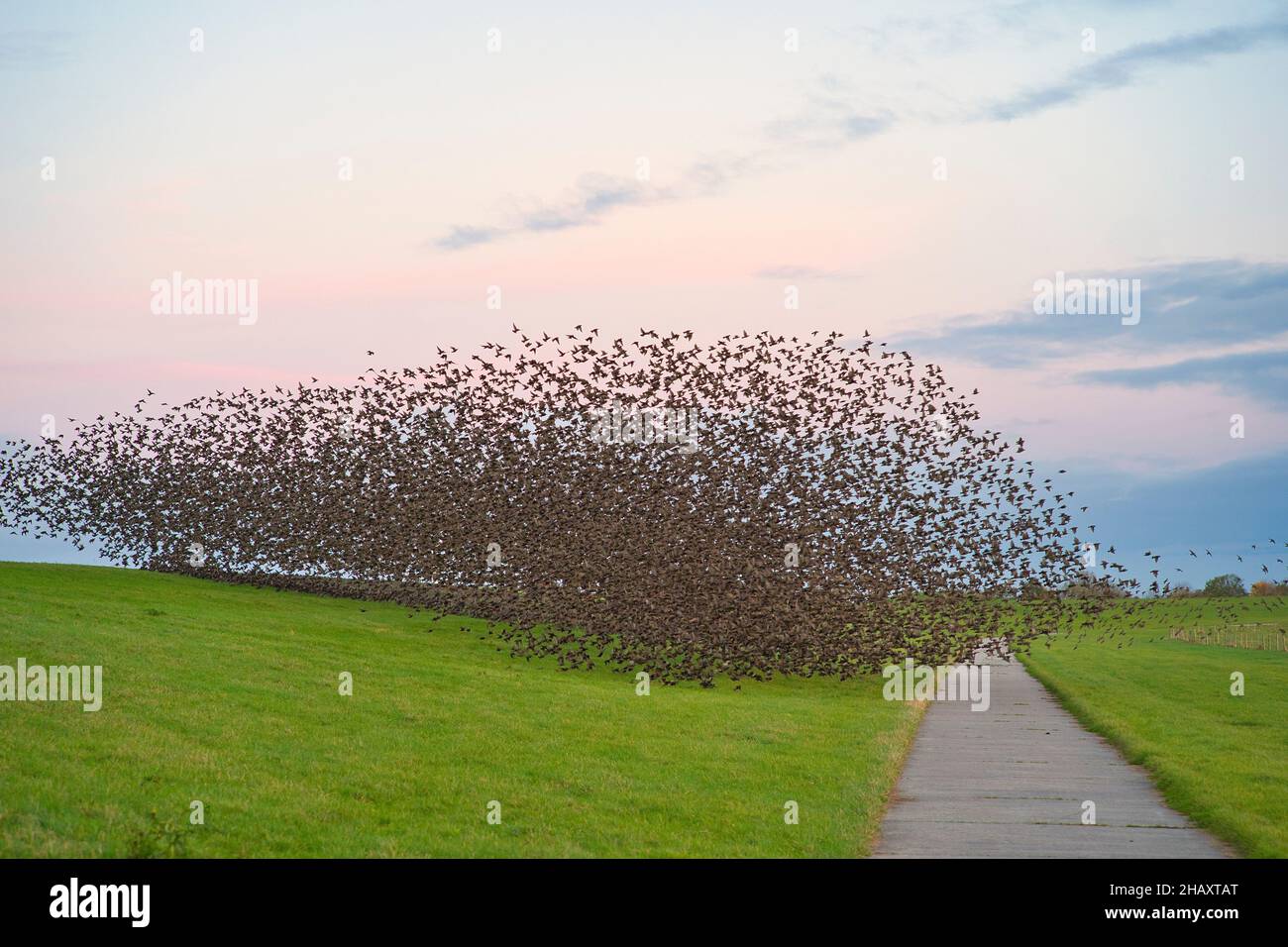 Murmuration einer Stare-Herde über einem Deich bei Pektum, Ostfriesland, Niedersachsen, Deutschland Stockfoto