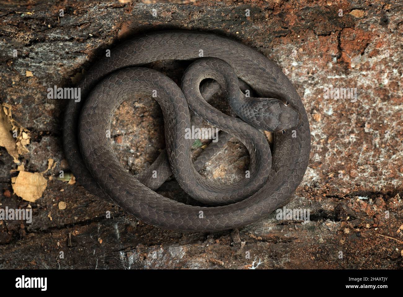 Schneckenfresser Schlange, die sich in einem alten Baumstamm, Indonesien, zusammengerollt hat Stockfoto