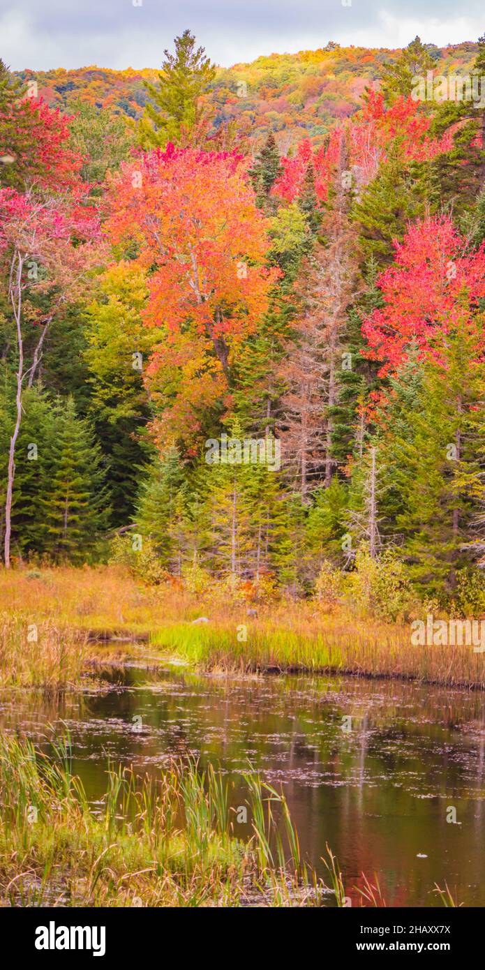 Herbstlaub in einem sumpfigen Feuchtgebiet Stockfoto
