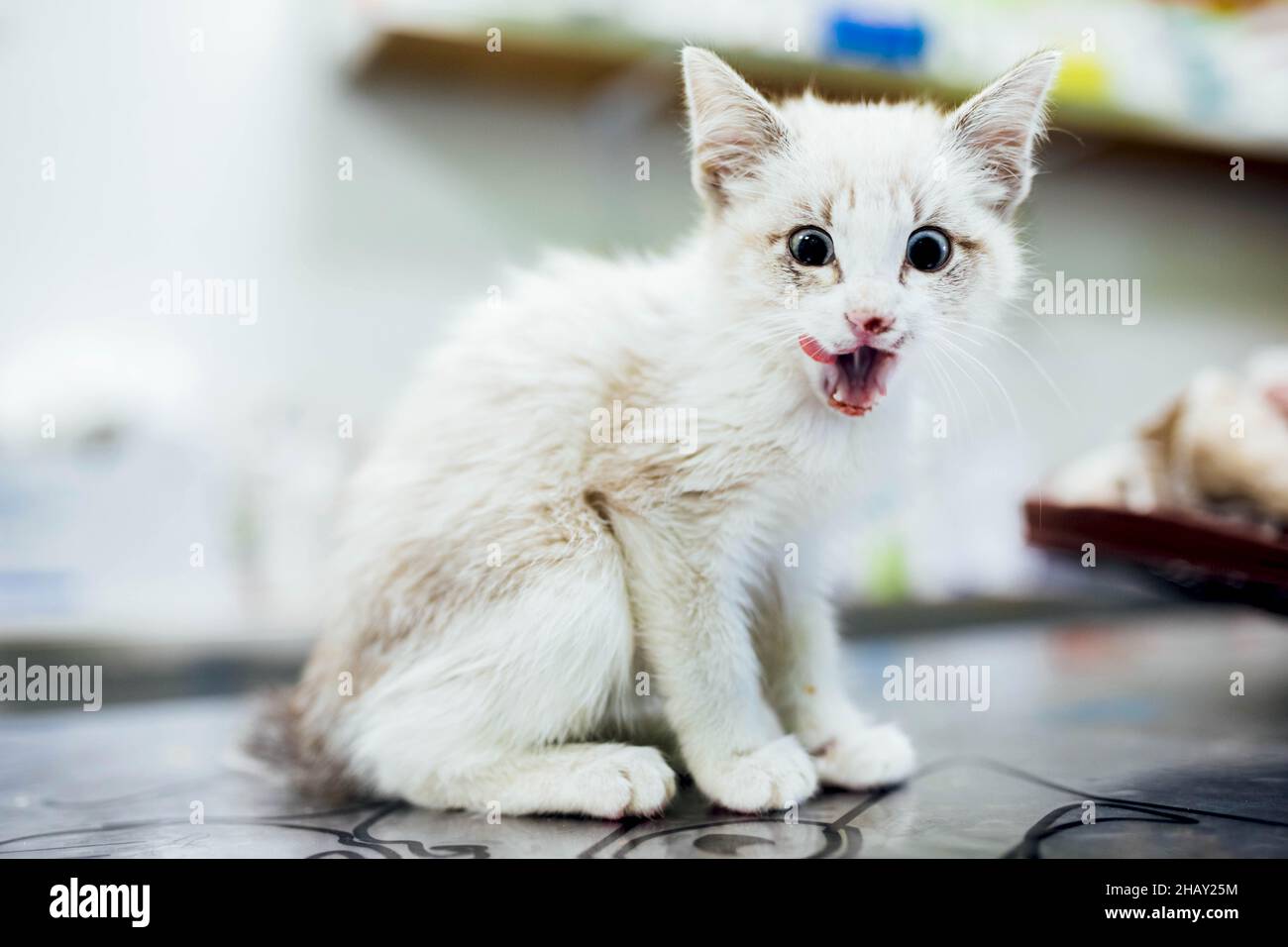 Entzückendes kleines Kätzchen mit weißem Fell, das auf dem Tisch in einer hellen modernen Tierarztklinik mit medizinischen Hilfsgütern auf verschwommenem Hintergrund steht Stockfoto