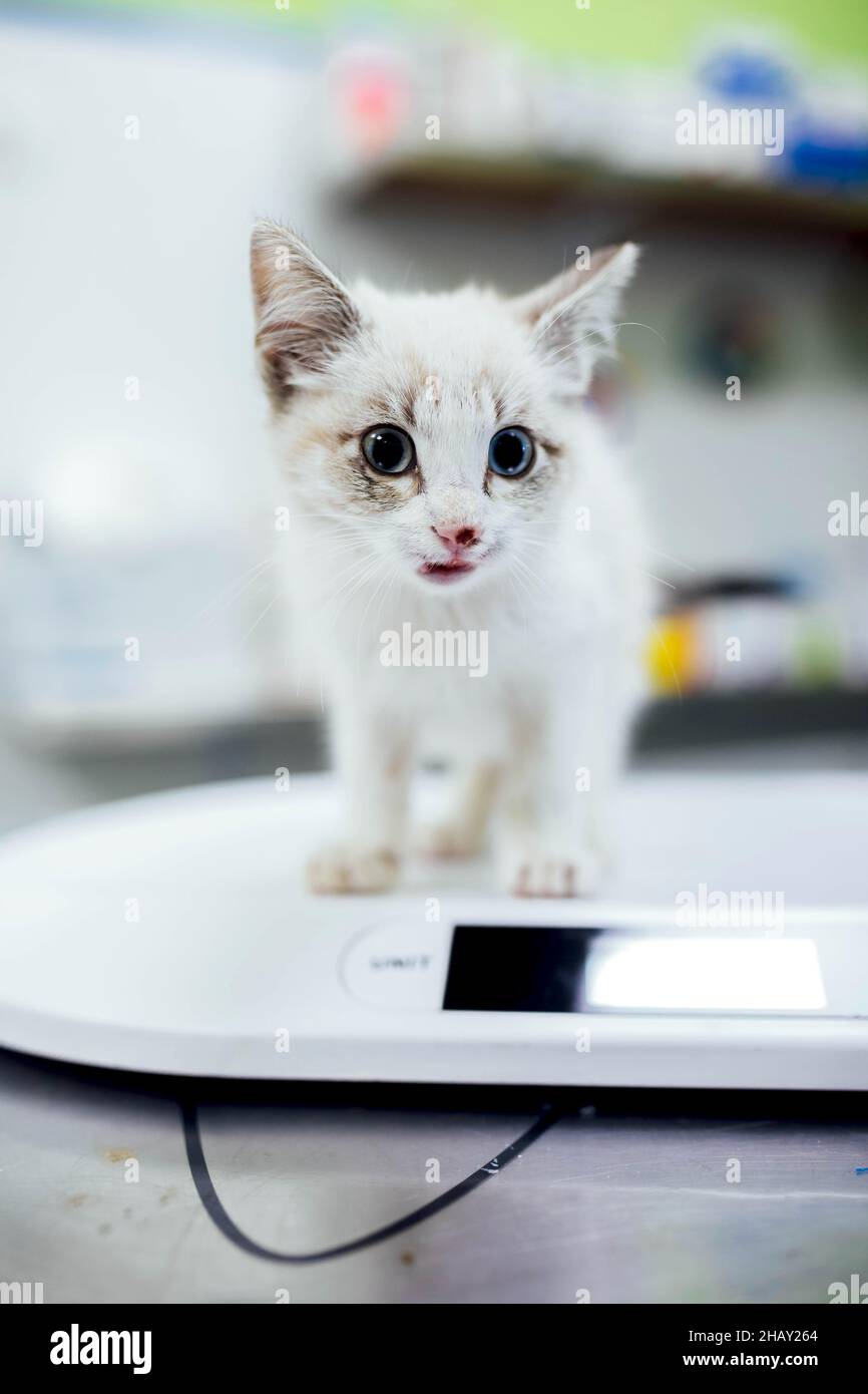 Entzückendes kleines Kätzchen mit weißem Fell, das auf dem Tisch in einer hellen modernen Tierarztklinik mit medizinischen Hilfsgütern auf verschwommenem Hintergrund steht Stockfoto