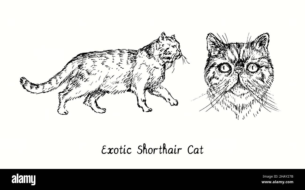 Exotic Shorthair Cat Kollektion, Vorderansicht und Seitenansicht im Stehen. Tusche schwarz-weiße Doodle Zeichnung im Holzschnitt-Stil Stockfoto