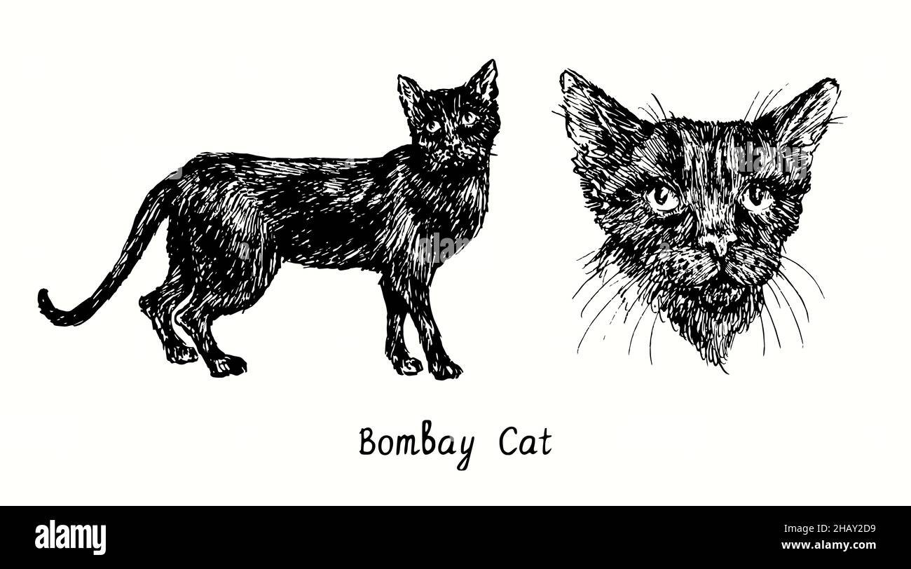 Bombay Cat Kollektion, Vorderansicht und Seitenansicht im Stehen. Tusche schwarz-weiße Doodle Zeichnung im Holzschnitt-Stil Stockfoto