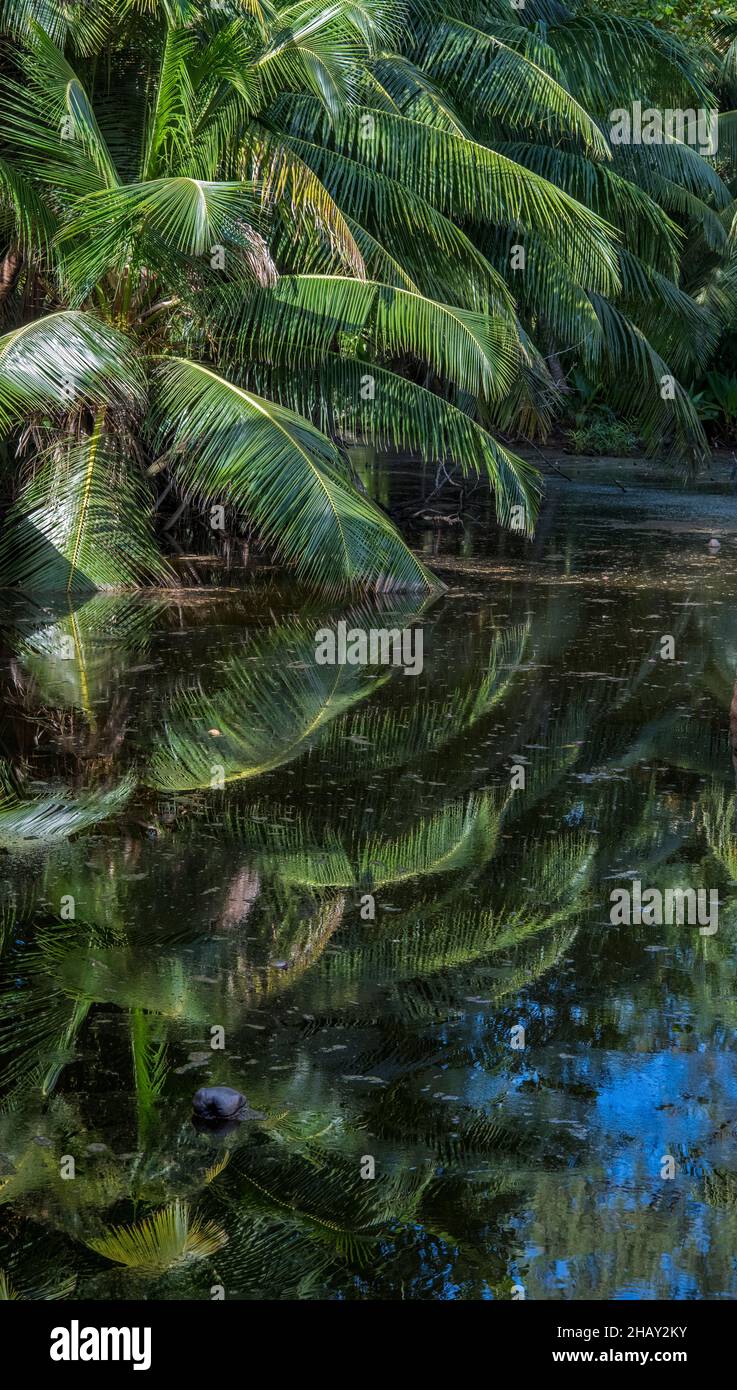 Palmenwedel spiegeln sich im See Chevalier Bay Praslin Seychellen wider Stockfoto