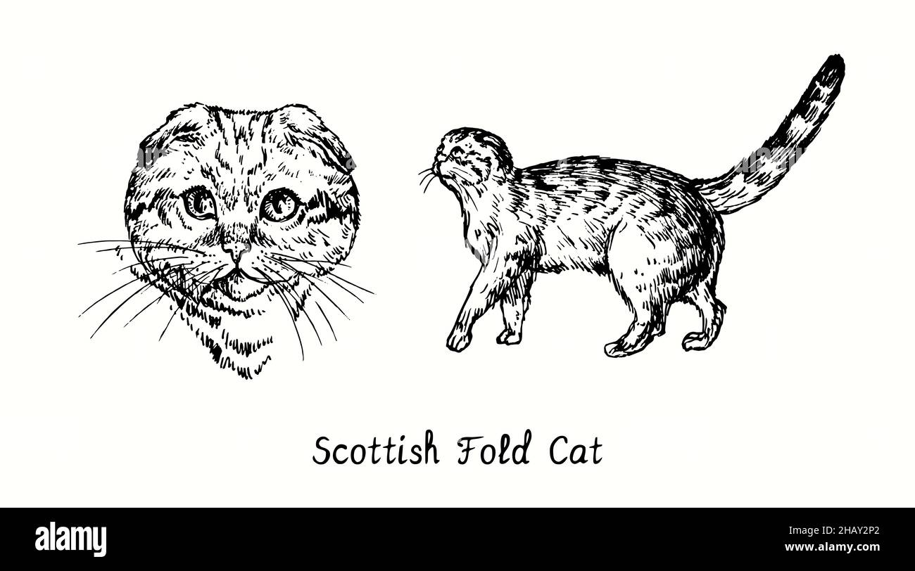 Scotish Fold Cat Kollektion, Vorderansicht des Kopfes und Seitenansicht im Stehen. Tusche schwarz-weiße Doodle Zeichnung im Holzschnitt-Stil Stockfoto