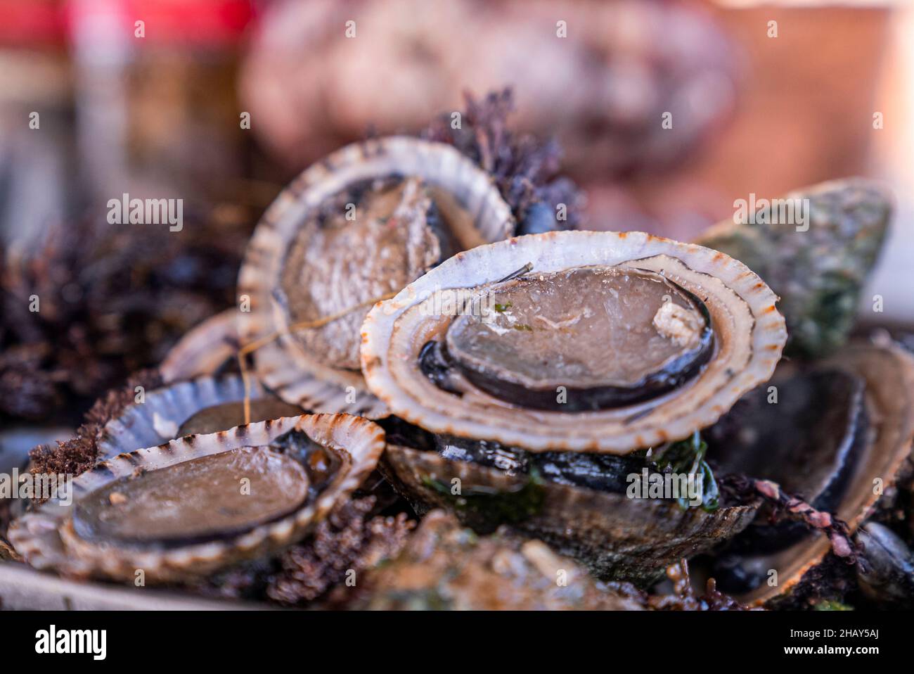 Nahaufnahme von frischen und leckeren Weichtieren mit Muscheln auf dem Fischmarkt Stockfoto